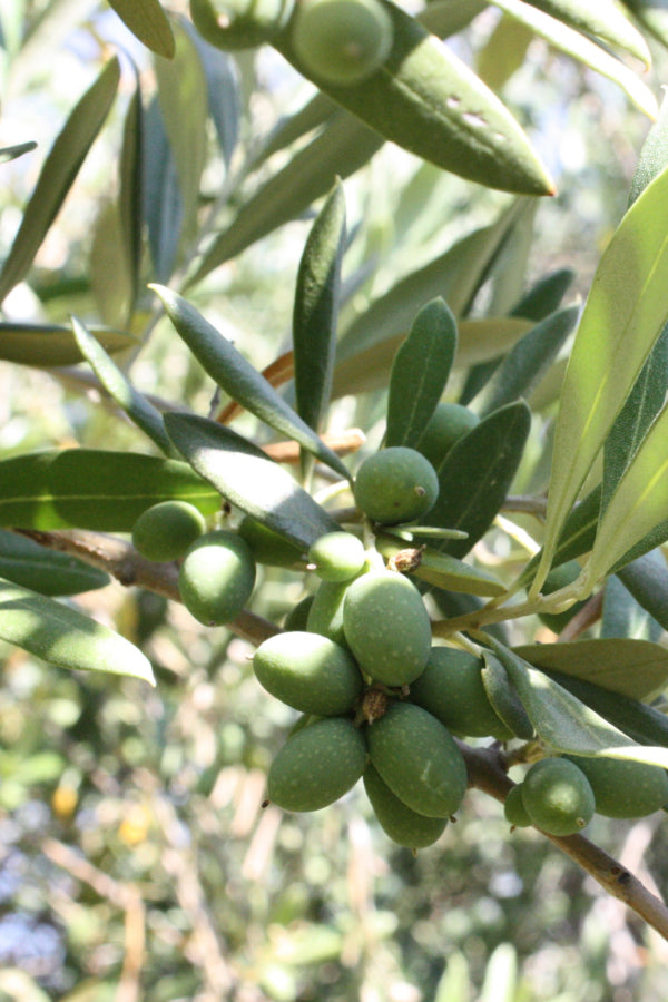 What to Know about High Polyphenol Olive Oils