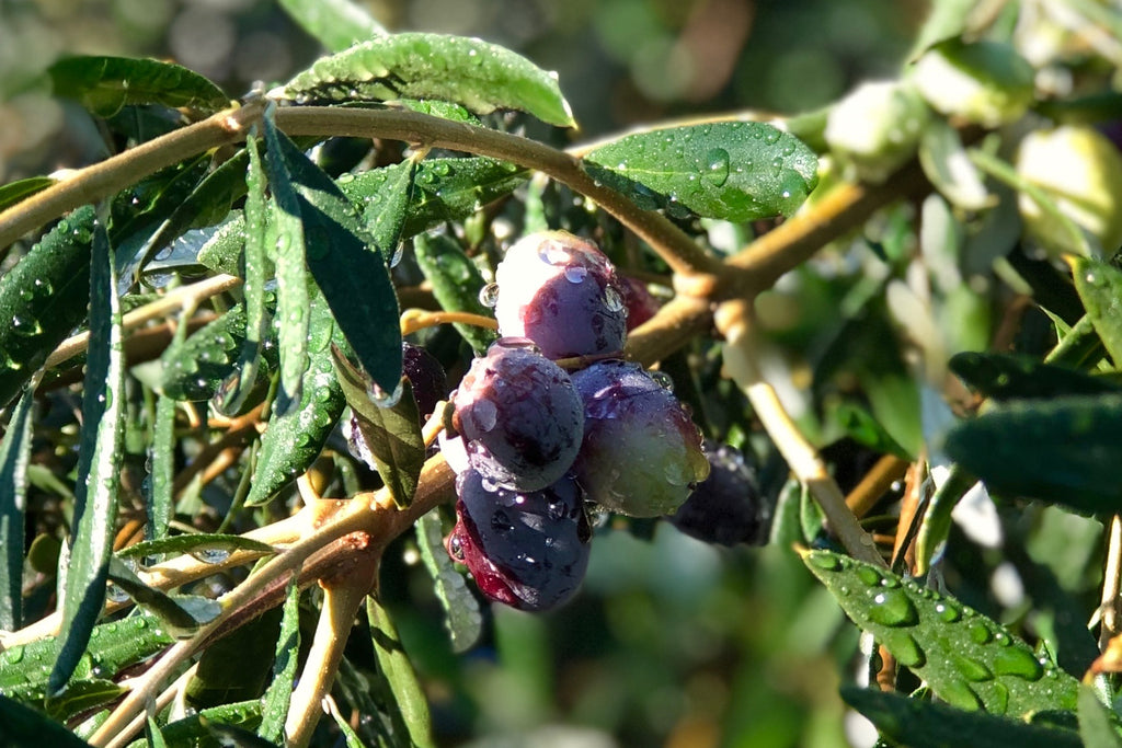 Olio Nuovo & Our Transition to Organic