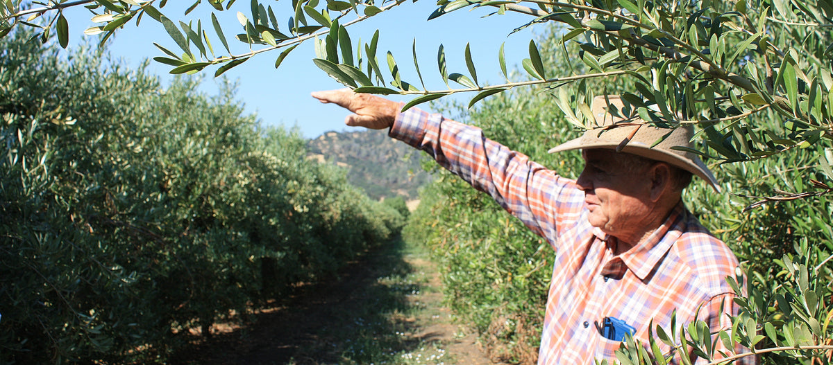 Stonehouse California Olive Oil